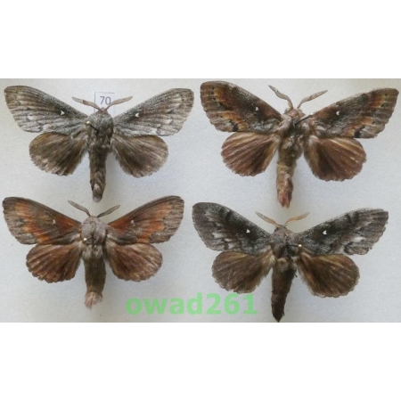 Dendrolimus pini (Linnaeus, 1758) 4xmale Barczatka sosnówka Poland70